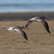 gruppo in abito invernale, febbraio