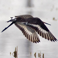 adulto in abito invernale, Sorg� (VR), 25.03.2006