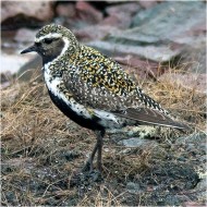 adulto in abito riproduttivo, giugno