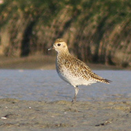 abito invernale, Tessera (VE), 31.12.2007