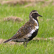 adulto in abito riproduttivo, giugno