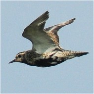 adulto in abito riproduttivo, luglio