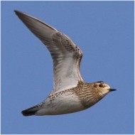 individui in abito invernale, febbraio