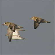 individui in abito invernale, Ca' Madonnina (VE), 8.12.2007