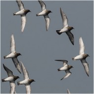 individui in abito invernale, febbraio