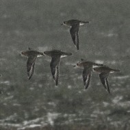 individui in abito invernale, Ca' Filippetto (VE), 30.10.2010