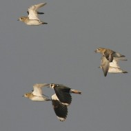 individui in abito invernale con pavoncella, Ca' Madonnina (VE), 8.12.2007