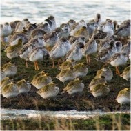 individui in abito invernale con combattente e chiurlo maggiore, dicembre