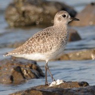 adulto in abito invernale, novembre