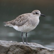 adulto in abito invernale, Sacca di Scardovari (RO), 10.10.2015