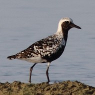 adulto in abito riproduttivo, Lio Piccolo (VE), 21.08.2013