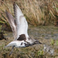 adulto in abito di transizione, Laguna nord di Venezia, 24.09.2016