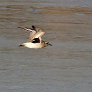 adulto in abito invernale, dicembre