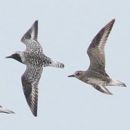 abiti diversi, Boccasette (RO), 7.05.2017