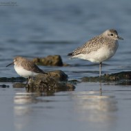 adulto in abito invernale con piovanello pancianera, Punta La Vecia (VE), 17.11.2012