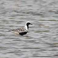 adulto in abito riproduttivo, Isola della Scala (VR), 1.05.2010