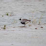 adulto in abito riproduttivo con pavoncella, Isola della Scala (VR), 2.05.2010