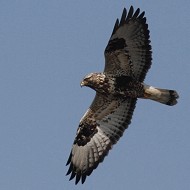 adulto, Valle Grassab� (VE), 7.02.2010