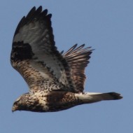 adulto, Valle Grassab� (VE), 7.02.2010