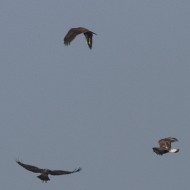 adulto con falchi di palude, Valle Grassab� (VE), 7.02.2010