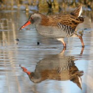 adulto, Tessera (VE), 31.12.2007