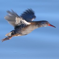 Palude Cona (VE), 7.11.2015