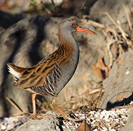 Lago di Garda (VR), 27.12.2016