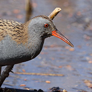 Lazise (VR), 29.03.2019