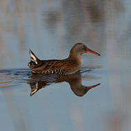 individuo che nuota, Tessera (VE), 31.12.2007