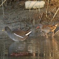 adulto con gallinella d'acqua, Palude Cona (VE), 7.11.2015