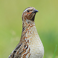 adulto, Lessinia (VR), 30.06.2014