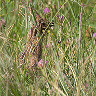 adulto, Lessinia (VR), 9.07.2017