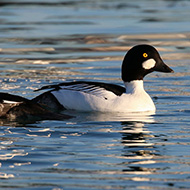 coppia, Lago di Garda (VR), 23.12.2016