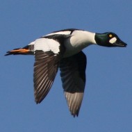 maschi in volo, Canale Lovi (VE), 12.01.2009