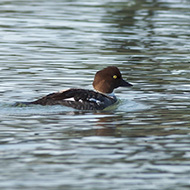 femmina, Lago di Garda (VR), 19.05.2007