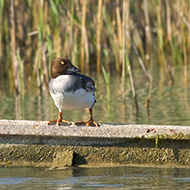 femmina, Lago di Garda (VR), 19.05.2007