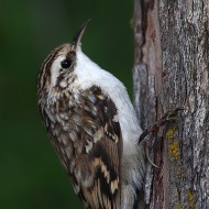 adulto ssp. <i>macrodactyla</i>, agosto