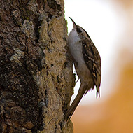 adulto ssp. <i>macrodactyla</i>, Rover� Veronese (VR), 31.10.2007