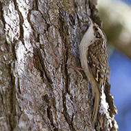 adulto ssp. <i>macrodactyla</i>, Lessinia (VR), 10.01.2015