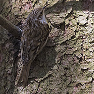 adulto ssp. <i>macrodactyla</i>, Monte Baldo (VR), 22.04.2018