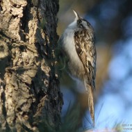 adulto, Favaro Veneto (VE), 20.12.2015