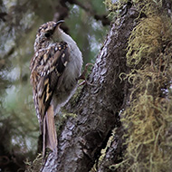 adulto ssp. <i>macrodactyla</i>, agosto