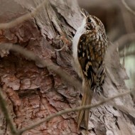 adulto, Valle Vecchia (VE), 24.01.2015