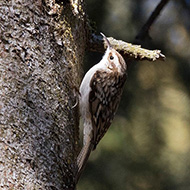 adulto ssp. <i>macrodactyla</i>, Vajo Squaranto (VR), 17.02.2019