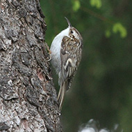 adulto ssp. <i>macrodactyla</i>, Novezzina (VR), 13.05.2017