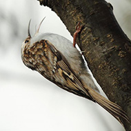 adulto ssp. <i>macrodactyla</i>, Novezzina (VR), 15.03.2014