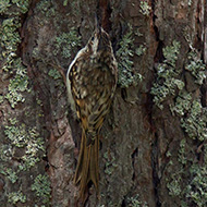 adulto ssp. <i>familiaris</i>, agosto