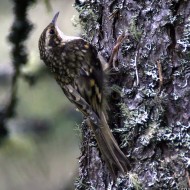 adulto ssp. <i>britannica</i>, giugno