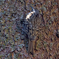 adulto ssp. <i>macrodactyla</i>, Vajo Squaranto (VR), 17.02.2019