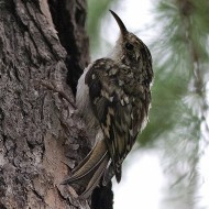 adulto ssp. <i>macrodactyla</i>, agosto